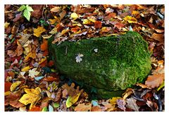 Wald-Smaragd im Herbstlaub