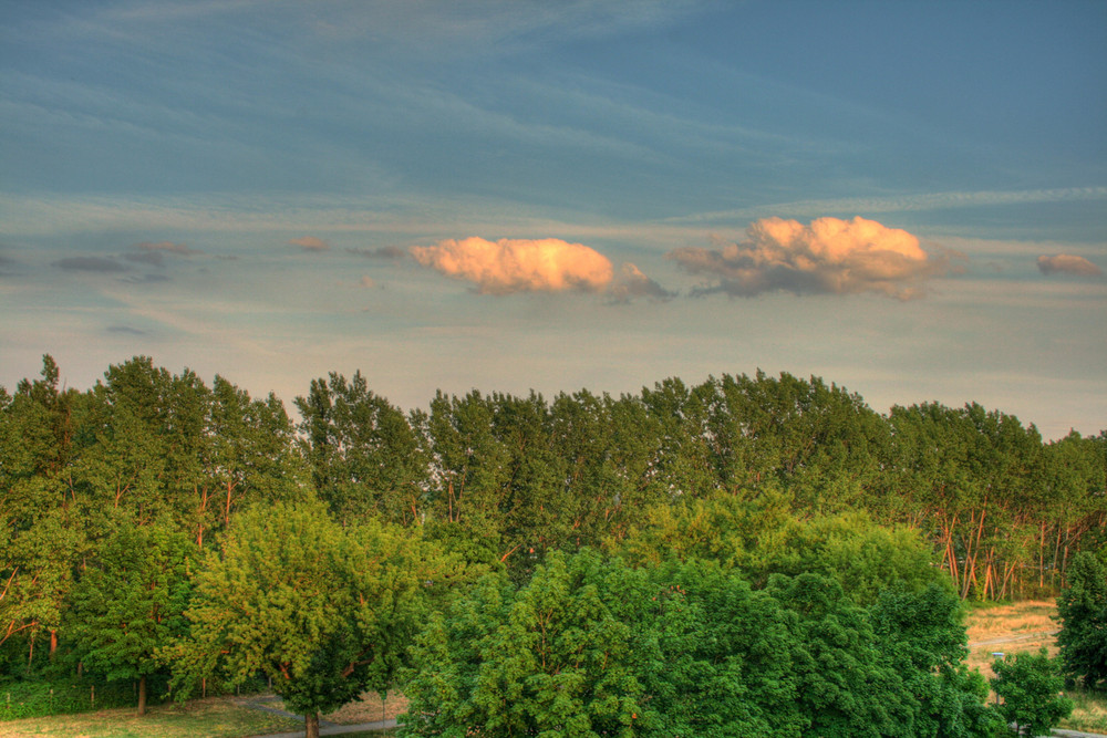 Wald - Sommerabend - HDR