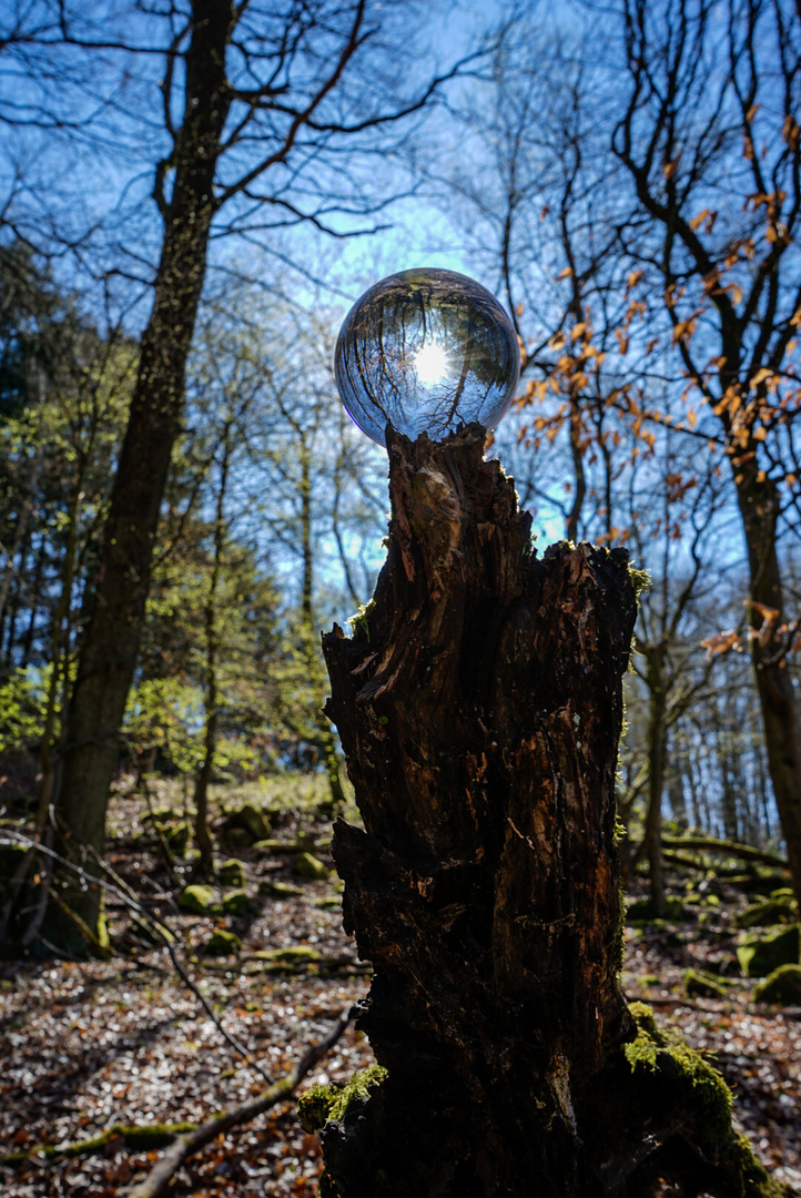 Wald - Sonne - Glas 