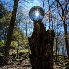 Wald - Sonne - Glas 