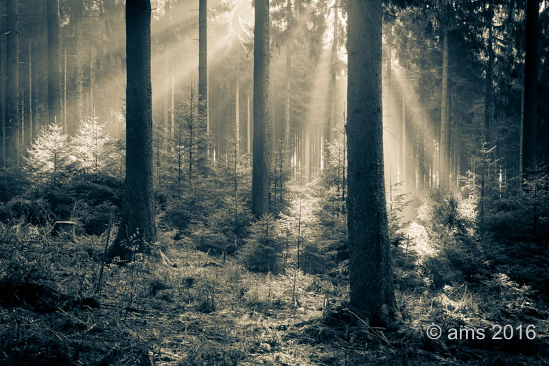 Wald, Sonne, Nebel