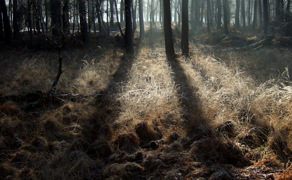 Wald, Sonne, Nebel, Niederrhein