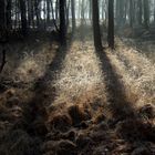 Wald, Sonne, Nebel, Niederrhein