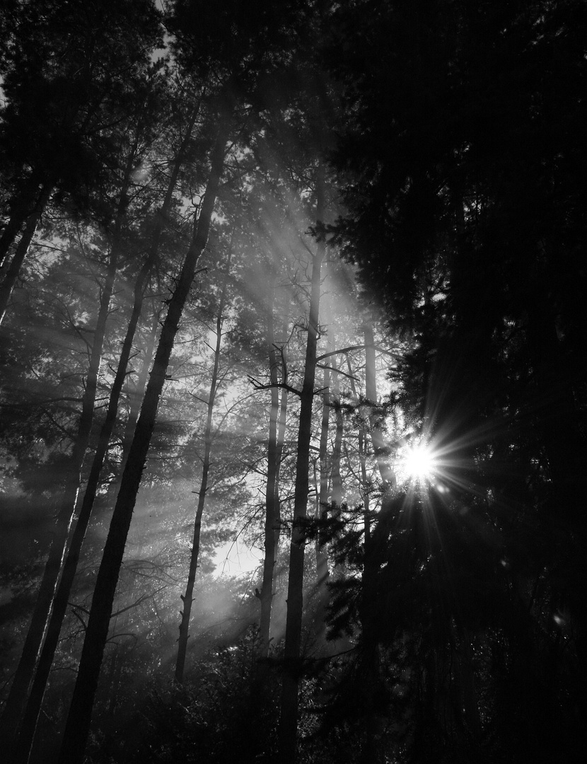 wald, sonne und nebel