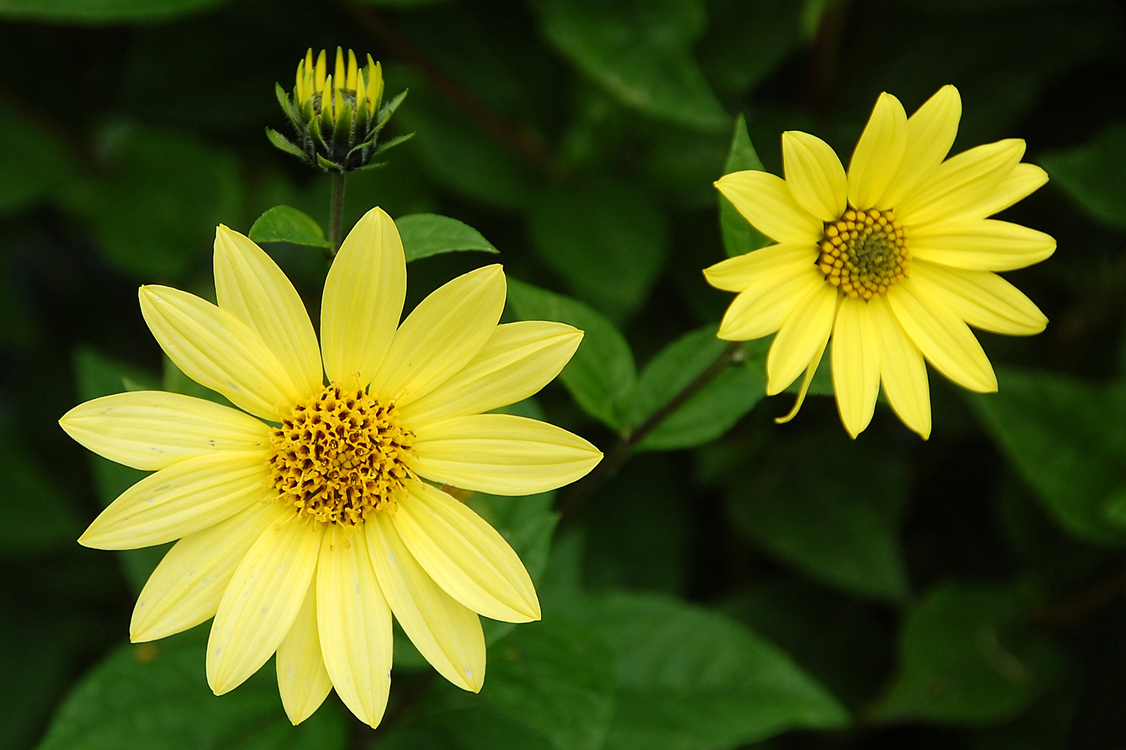 Wald-Sonnenblume (Helianthus divaricatus)