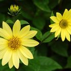 Wald-Sonnenblume (Helianthus divaricatus)