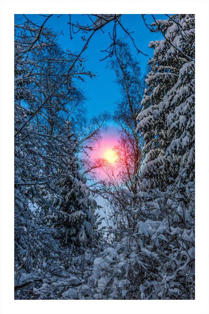 wald sonnenuntergang