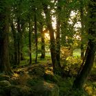 Wald - Sonnenuntergang / Irland - Killarney Nationalpark