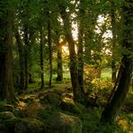 Wald - Sonnenuntergang / Irland - Killarney Nationalpark