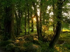 Wald - Sonnenuntergang / Irland - Killarney Nationalpark