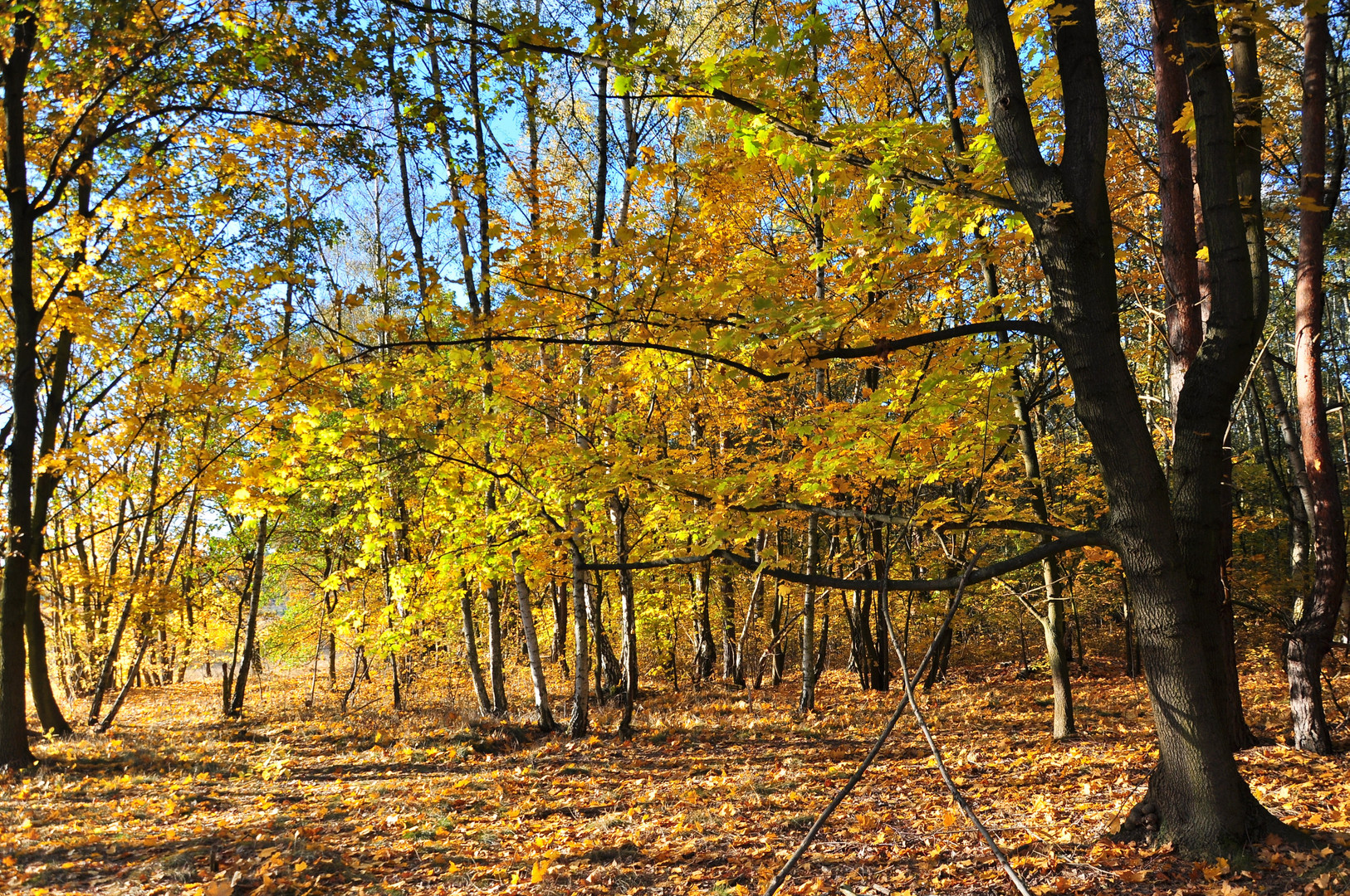 Wald Spaziergang....