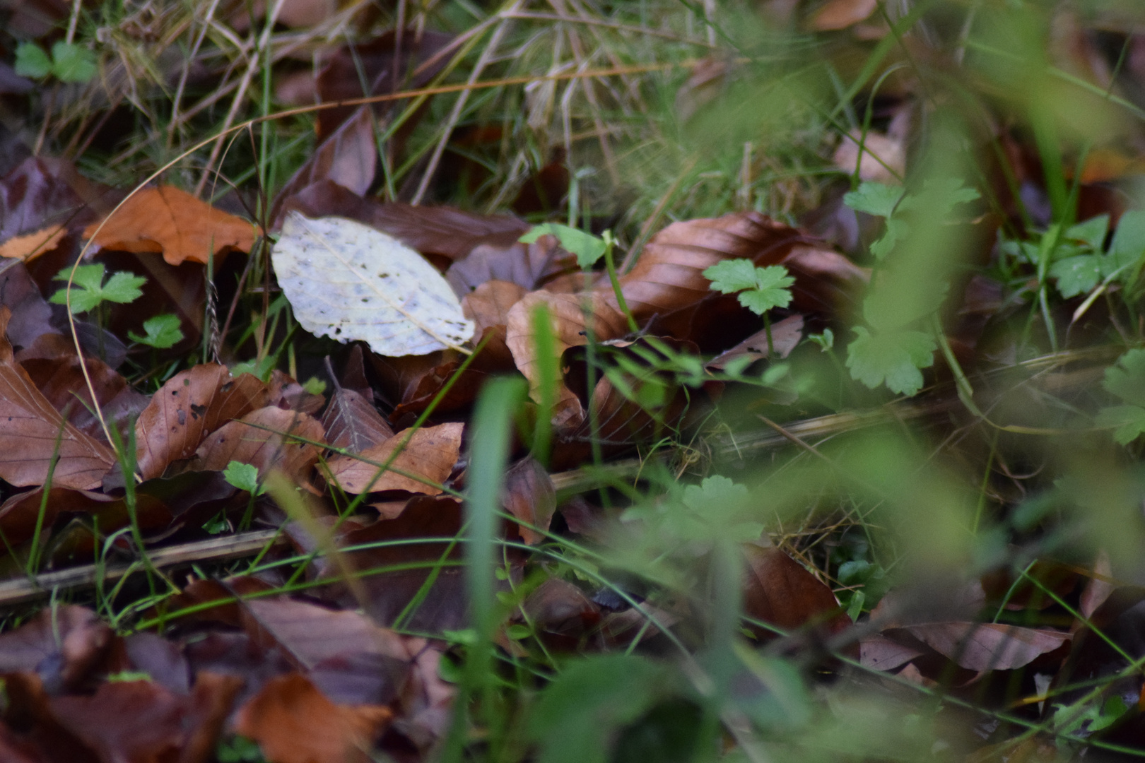 Wald Spaziergang