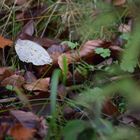 Wald Spaziergang