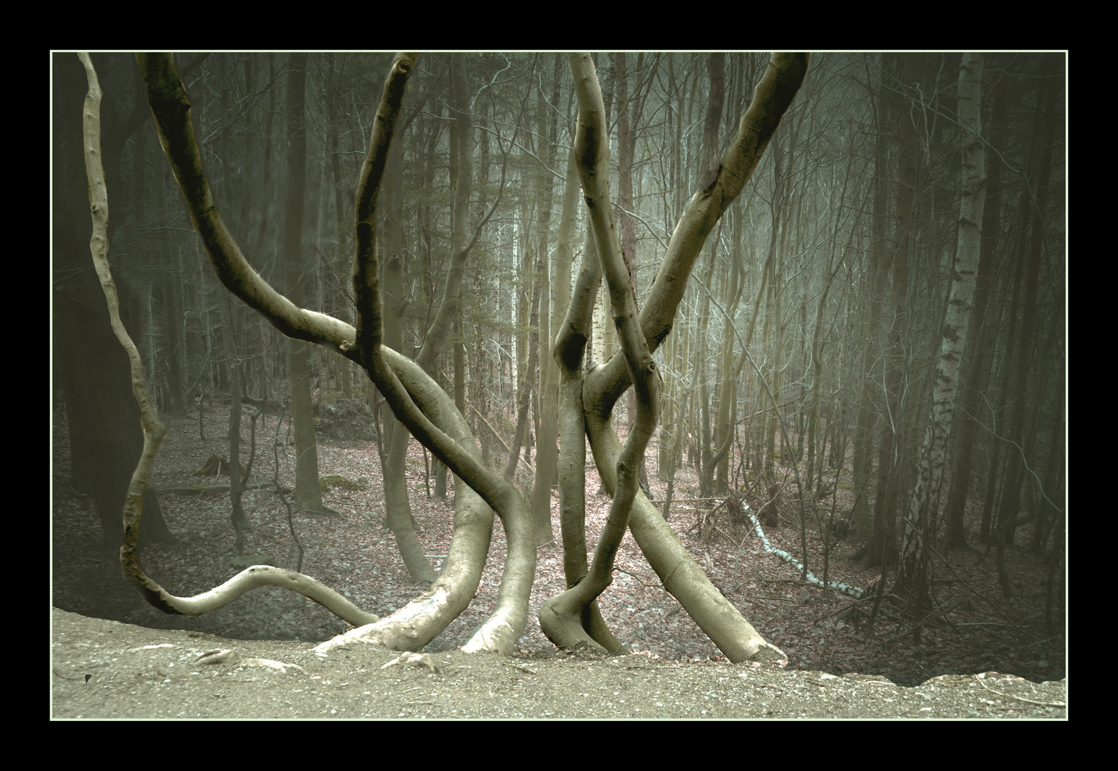 Wald-Spaziergang