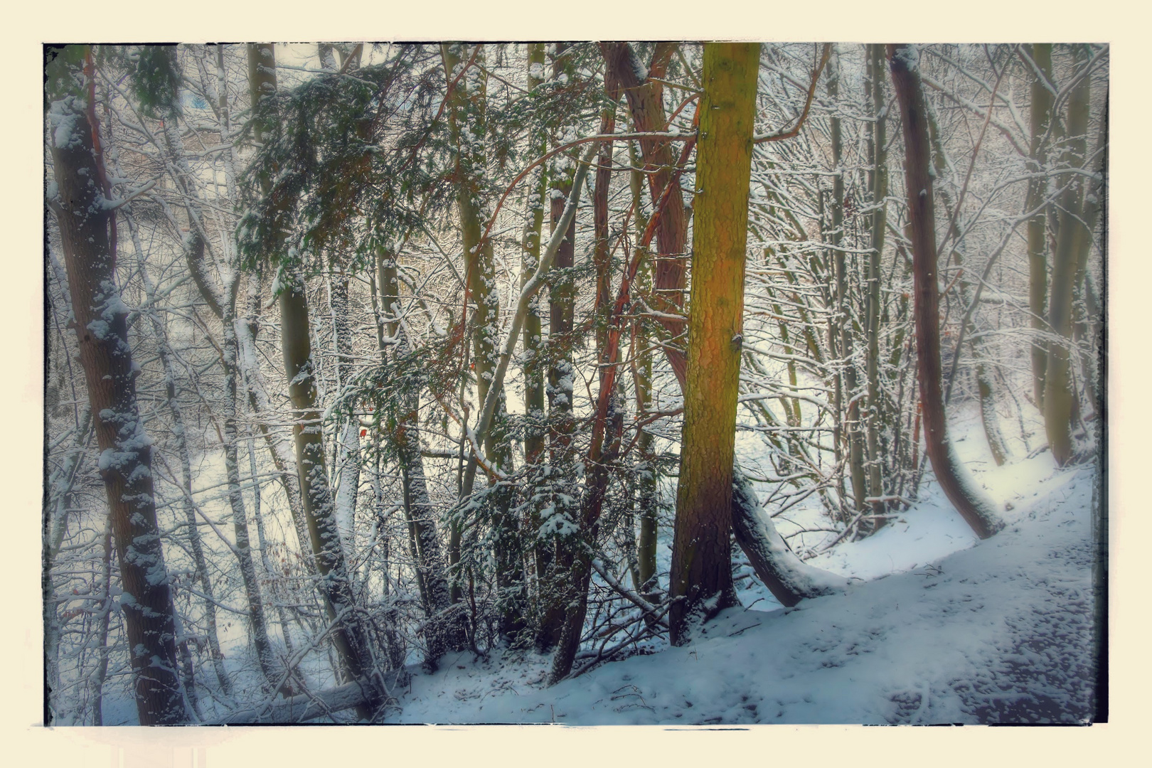 Wald -Spaziergang