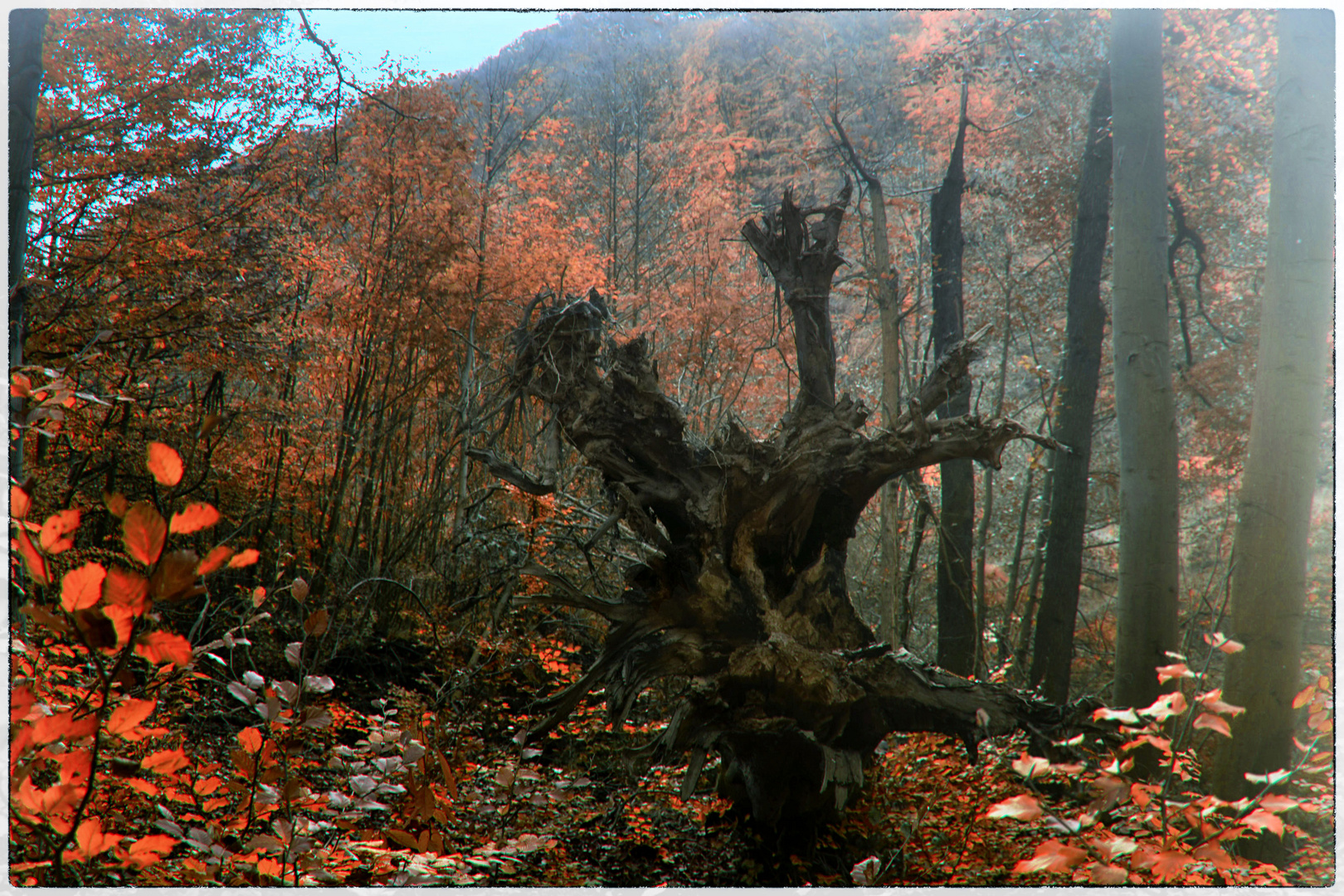 Wald-Spaziergang