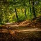 Wald Spaziergang