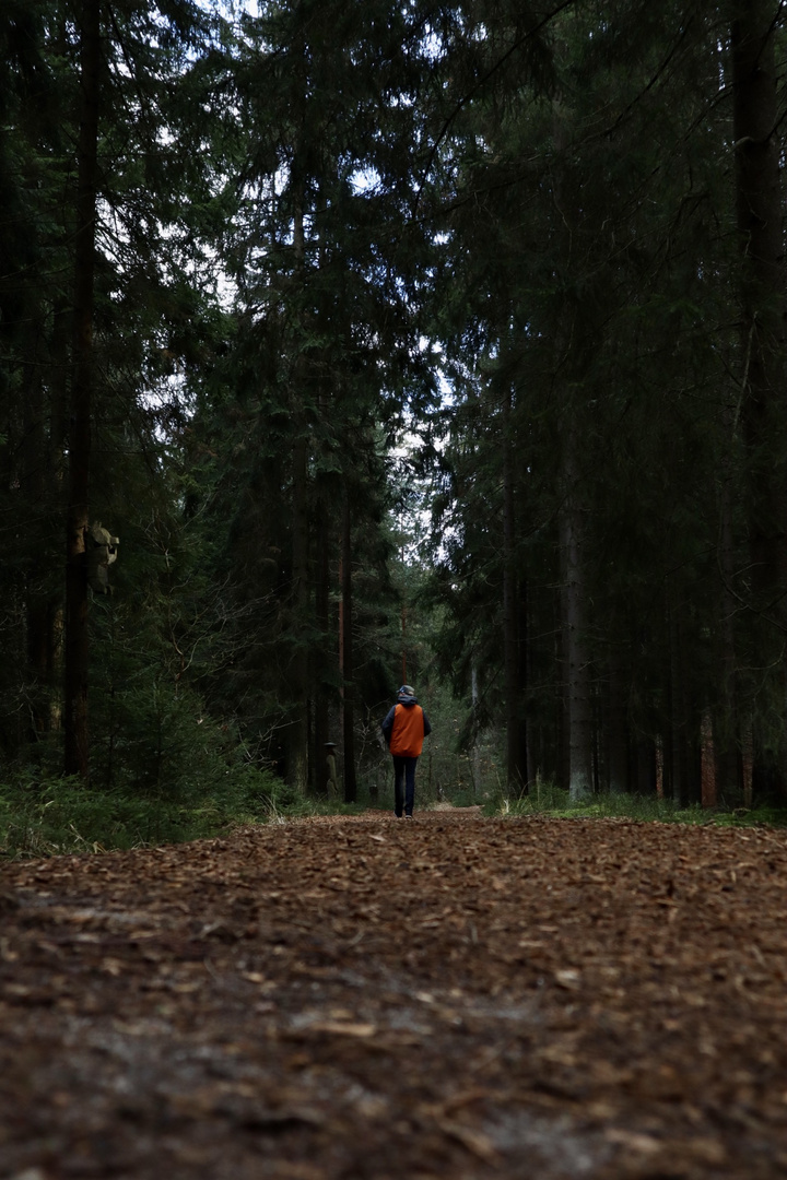 Wald Spaziergang