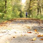 Wald Spaziergang