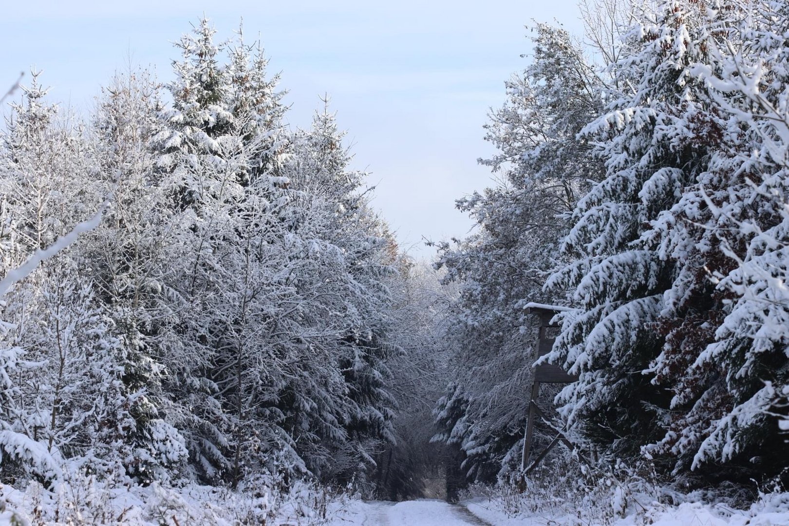 Wald Spaziergang im Schnee