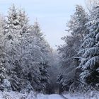 Wald Spaziergang im Schnee