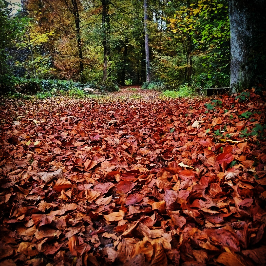 Wald Spazierweg