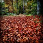 Wald Spazierweg