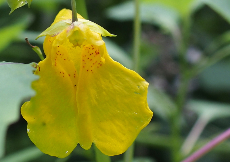 Wald-Springkraut 'Impatiens noli-tangere'