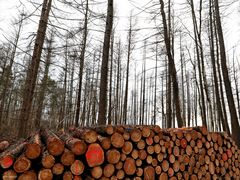 Wald - stehend und liegend