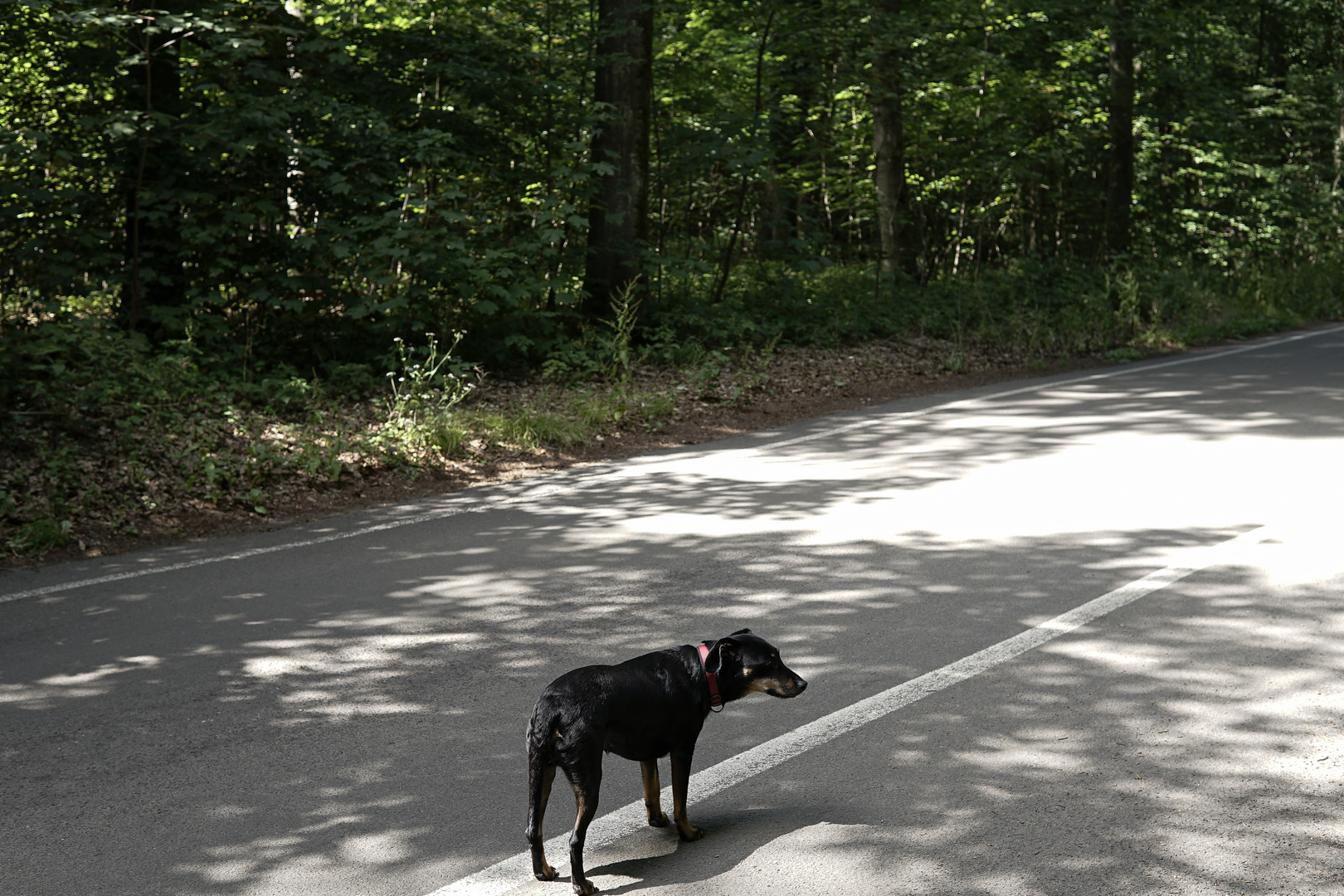 Wald steht am Straßenrand rum.