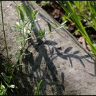 Wald-Stillleben