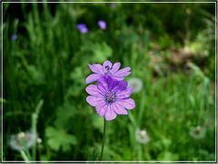 Wald-Storchschnabel