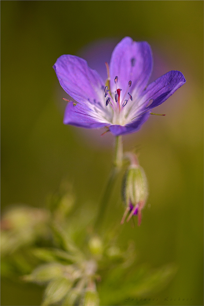 Wald-Storchschnabel (Geranium sylvaticum)