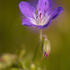 Wald-Storchschnabel (Geranium sylvaticum)