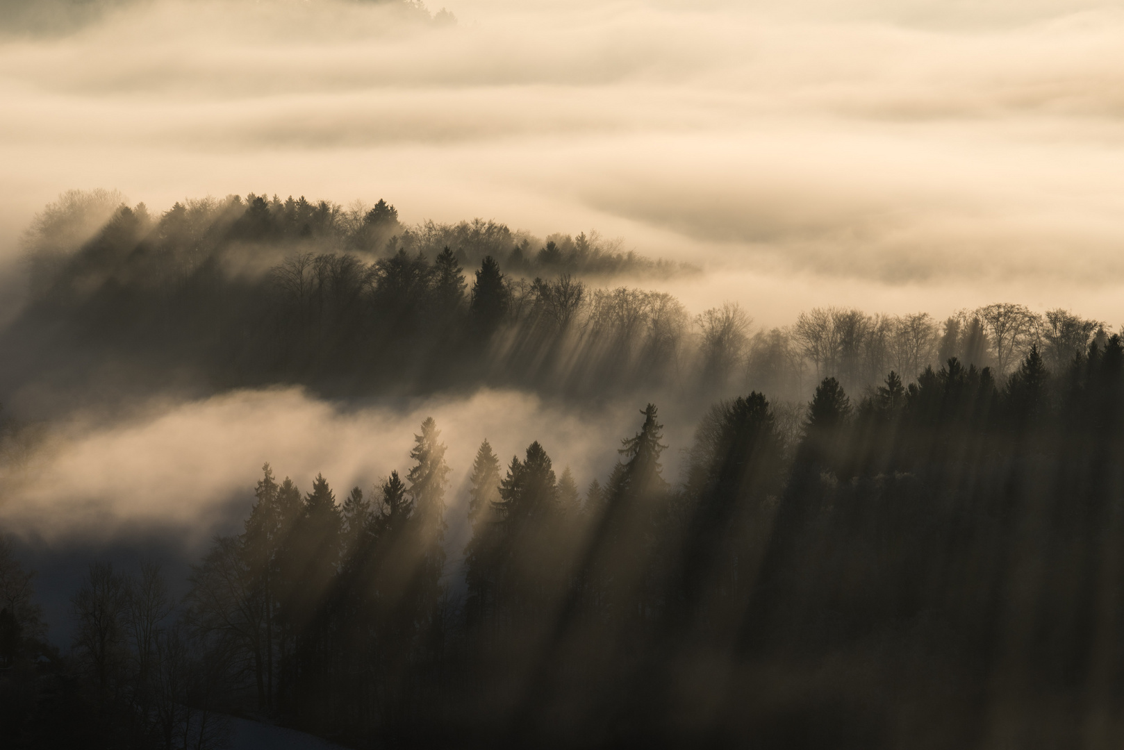 Wald-Streifen