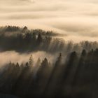 Wald-Streifen