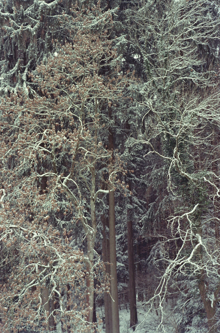 Wald Struktur