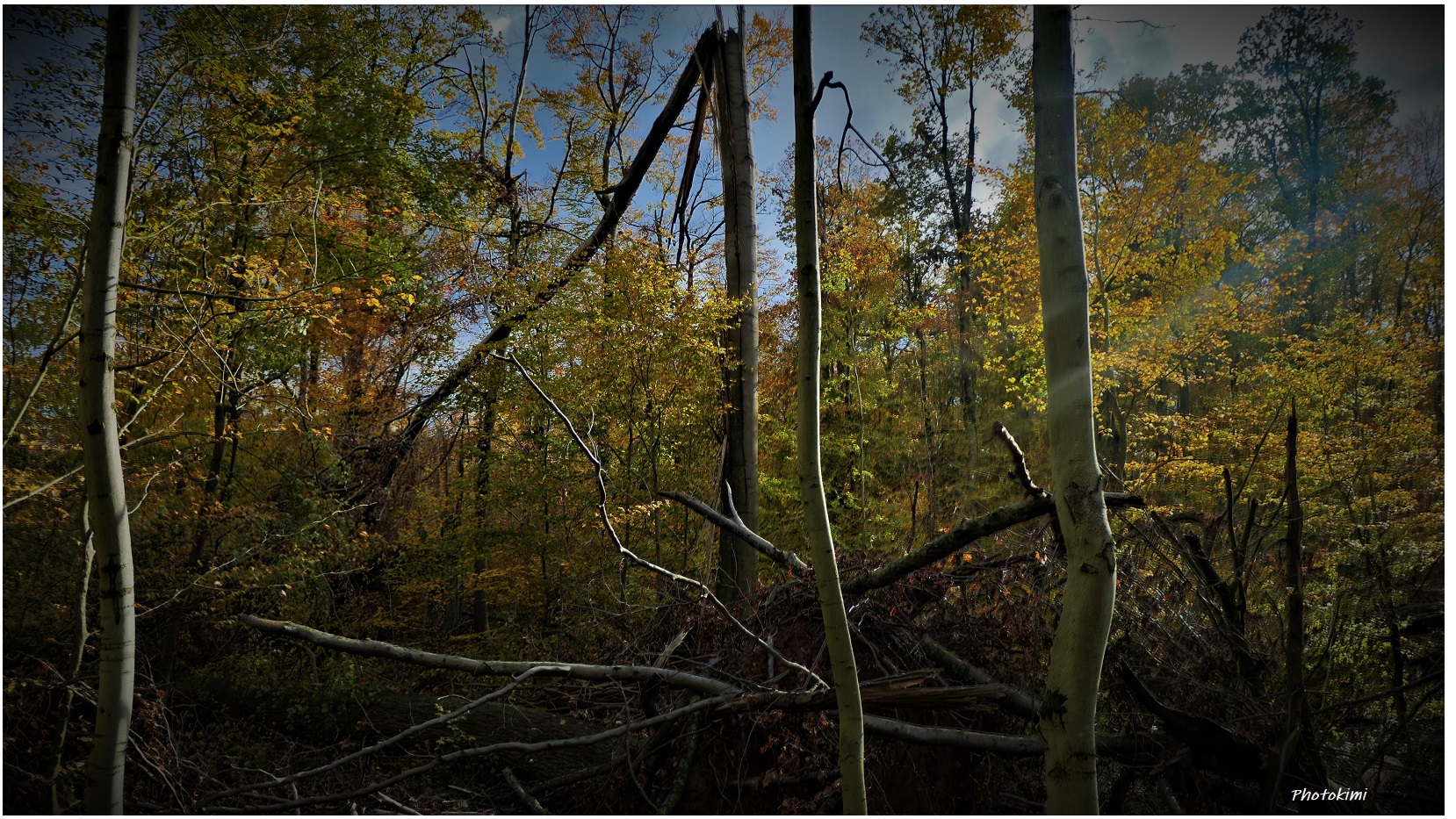 Wald-Sturmschäden (V)