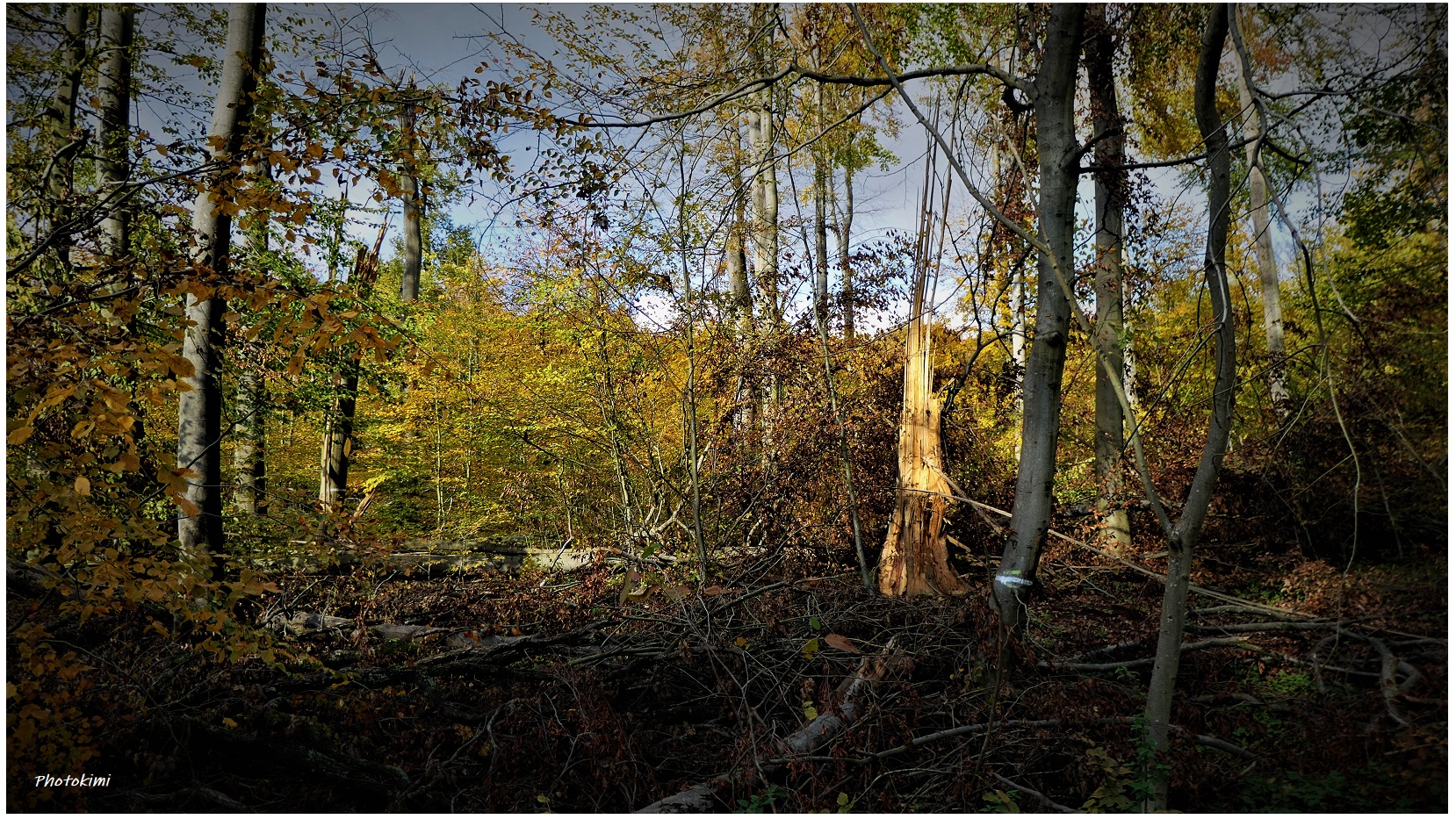 Wald-Sturmschäden (VI)