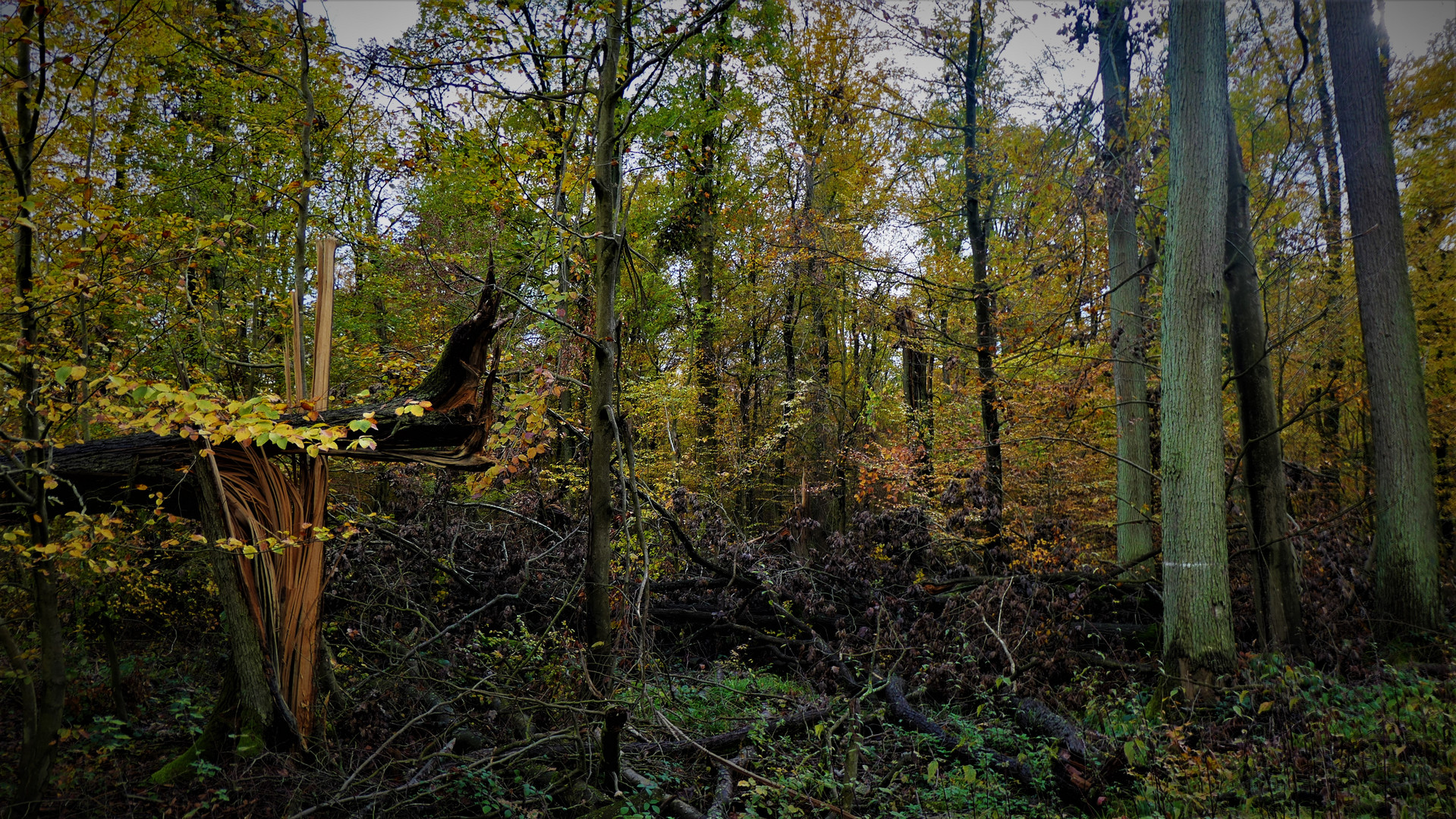 Wald-Sturmschäden (VII)