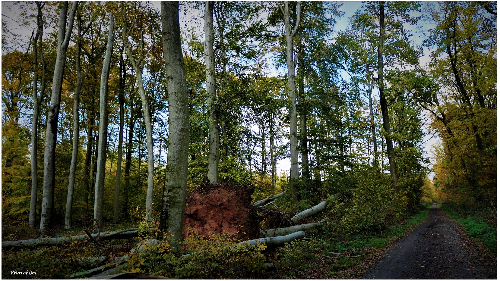 Wald-Sturmschäden (X)