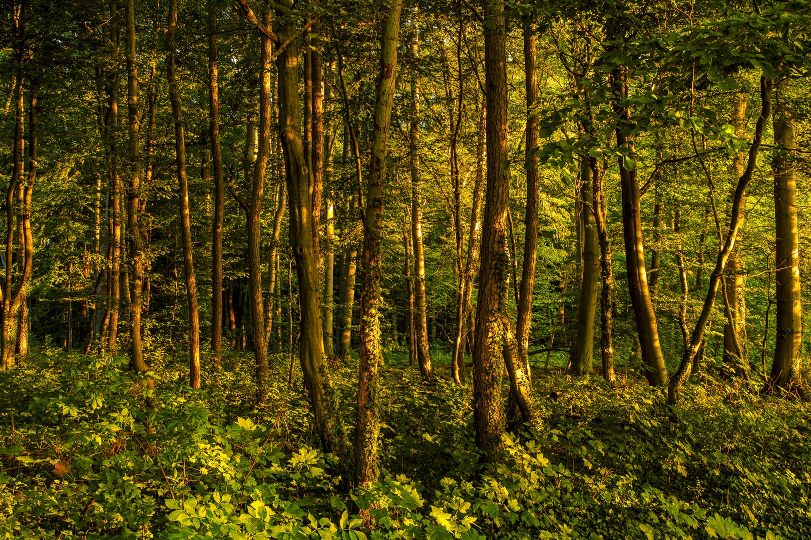 Wald südlich von Seelze