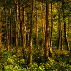 Wald südlich von Seelze