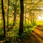 Wald südlich von Seelze