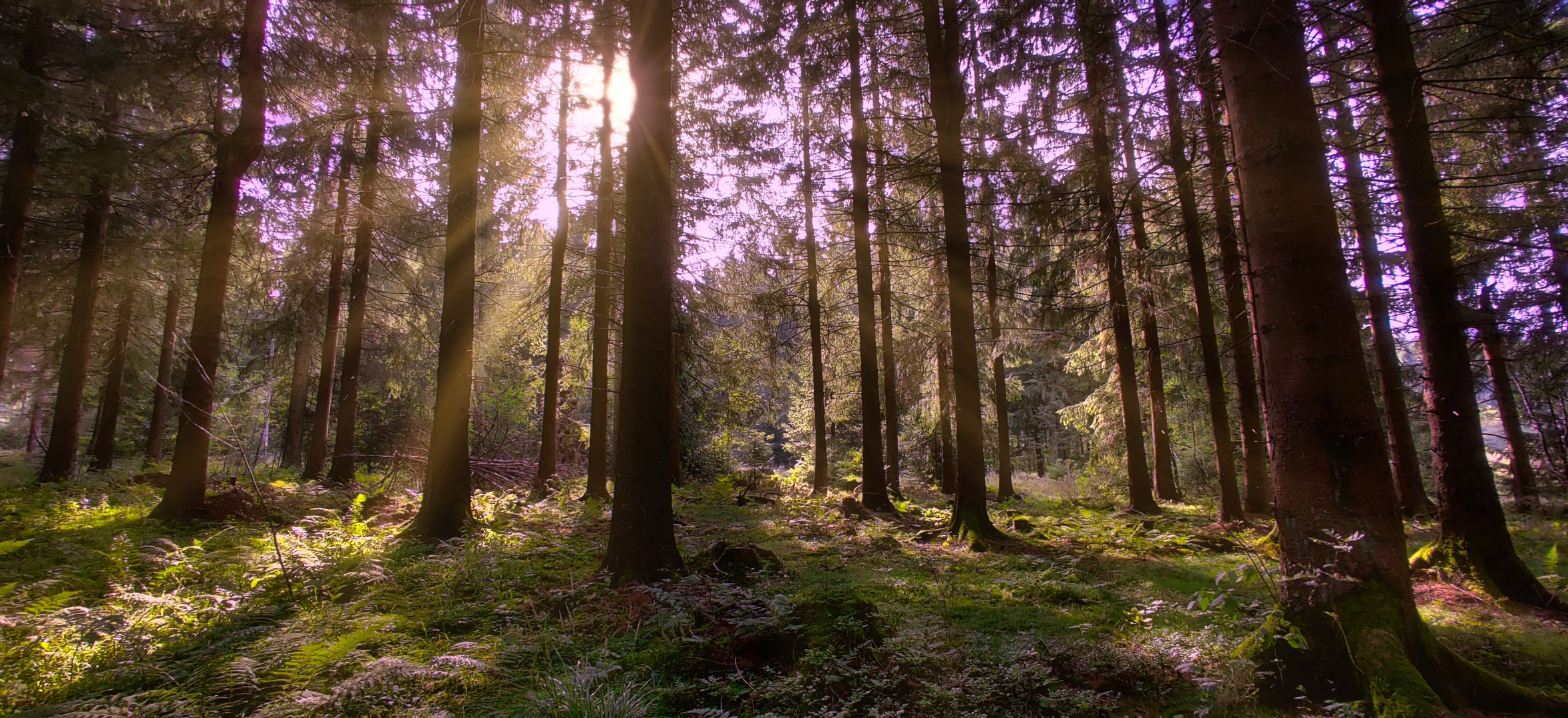 Wald tanken