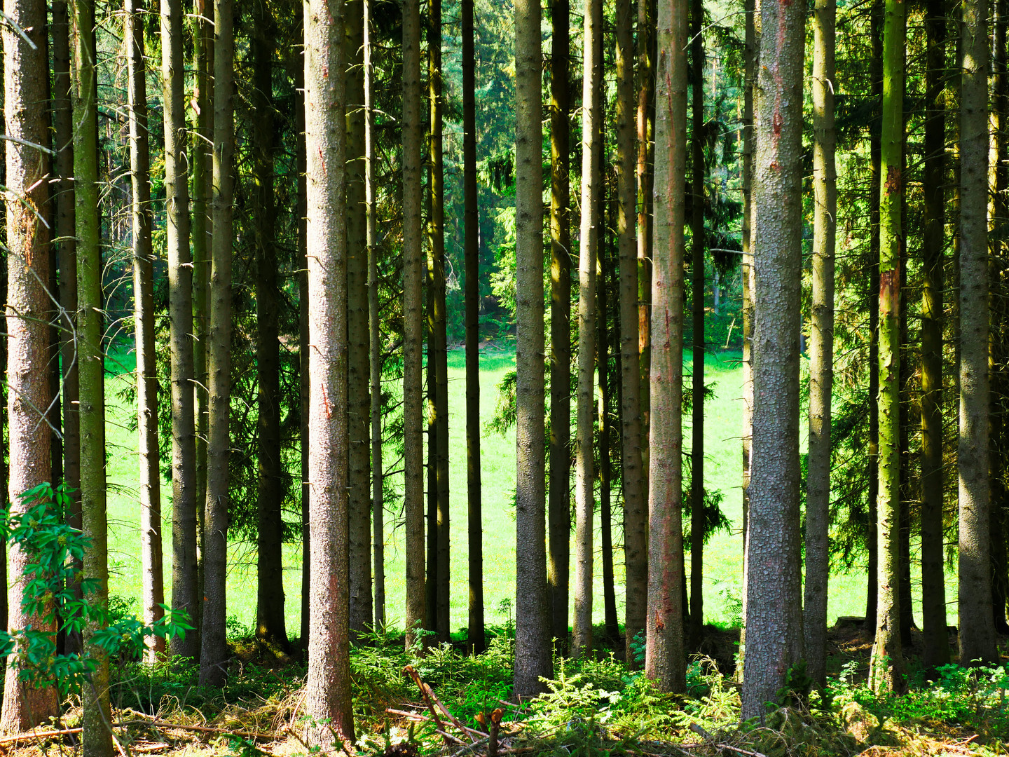 Wald Teilansicht