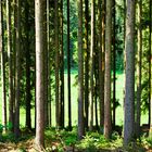 Wald Teilansicht