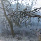 Wald tiefgekühlt