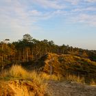 Wald trifft Dünen...