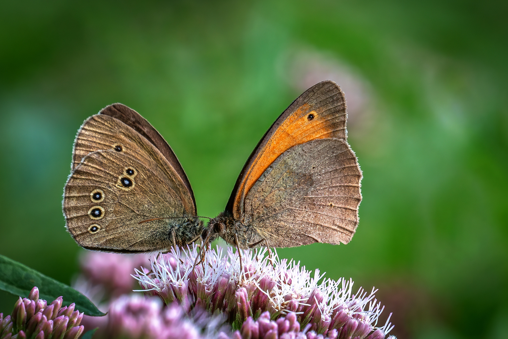 Wald trifft Wiese